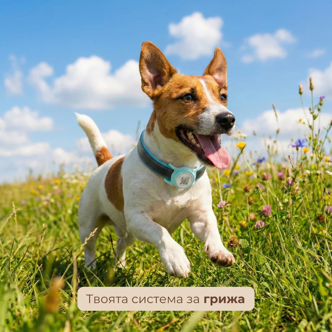 Pawley™ Smart ID - Умният адресник за куче с локация и здравен профил